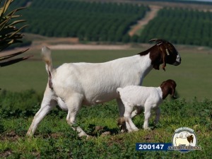 1X EWE DISCO BOERBOKSTOET