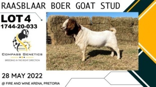 1X RAM RAASBLAAR BOERBOKSTOET Flock