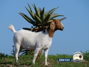 1X EWE DISCO BOERBOKSTOET