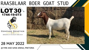 1X EWE RAASBLAAR BOERBOKSTOET FLOCK