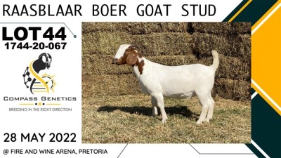 1X EWE RAASBLAAR BOERBOKSTOET Flock