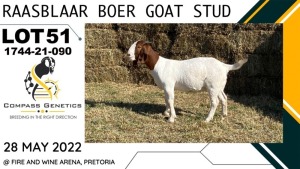 1X EWE RAASBLAAR BOERBOKSTOET