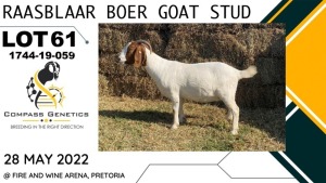 1X EWE RAASBLAAR BOERBOKSTOET Stud