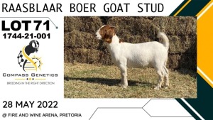 1X EWE RAASBLAAR BOERBOKSTOET Flock