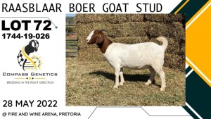 1X EWE RAASBLAAR BOERBOKSTOET Flock