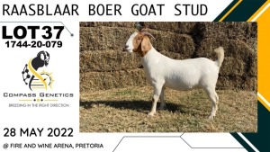 1X EWE RAASBLAAR BOERBOKSTOET Stud