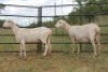 LOT 81 1X MEATMASTER OOI/EWE KLIPPUT MEATMASTERS - 3