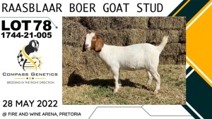 1X EWE RAASBLAAR BOERBOKSTOET Flock