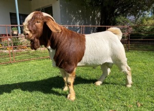 1X RAM RIETKUIL BOERBOKSTOET