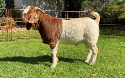 1X RAM RIETKUIL BOERBOKSTOET