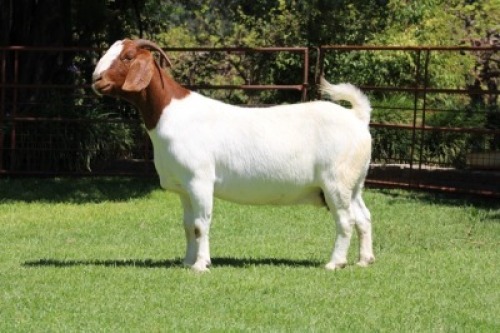 1X EWE RIETKUIL BOERBOKSTOET