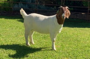 1X EWE RIETKUIL BOERBOKSTOET Stud