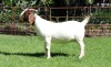 1X EWE RIETKUIL BOERBOKSTOET C-C