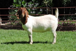 1X EWE RIETKUIL BOERBOKSTOET C-T