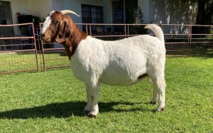 1X EWE RIETKUIL BOERBOKSTOET