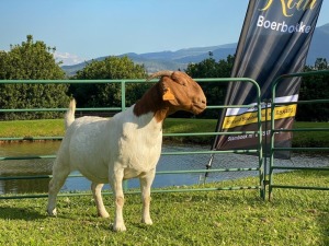 1X EWE KOATI BOERBOERSTOET Stud