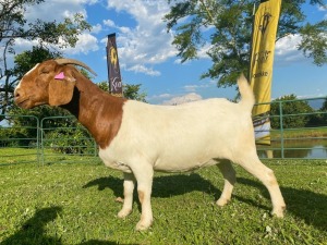 1X EWE KOATI BOERBOERSTOET Stud