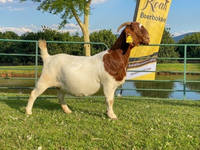 1X EWE KOATI BOERBOERSTOET Flock Teat and Colour