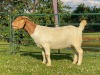 1X EWE KOATI BOERBOERSTOET Stud