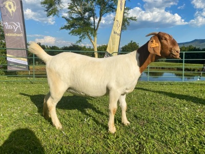 1X EWE KOATI BOERBOERSTOET Flock