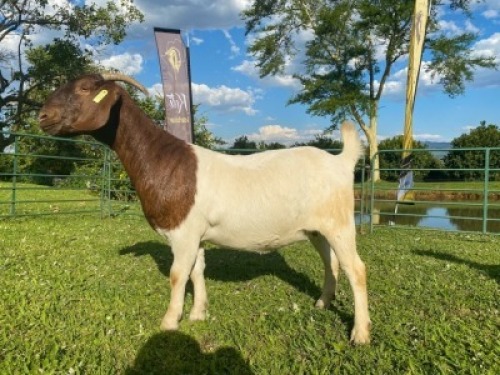 1X EWE KOATI BOERBOERSTOET Flock Colour