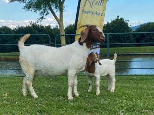 1+1X EWE KOATI BOERBOERSTOET Stud