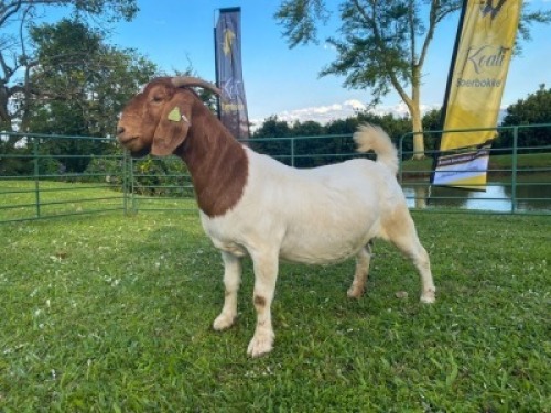 1X EWE KOATI BOERBOERSTOET Stud