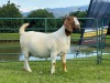 1X EWE KOATI BOERBOERSTOET Stud