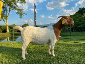 1X EWE KOATI BOERBOERSTOET Flock Teat