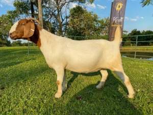 1X EWE KOATI BOERBOERSTOET Stud