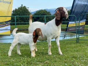 1+1X EWE KOATI BOERBOERSTOET Flock Colour