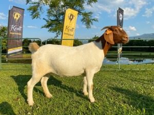 1X EWE KOATI BOERBOERSTOET Flock