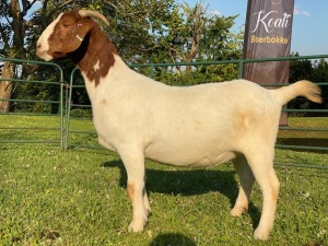 1X EWE KOATI BOERBOERSTOET Stud