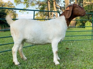 1X EWE KOATI BOERBOERSTOET Stud