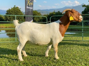 1X EWE KOATI BOERBOERSTOET Flock Colour