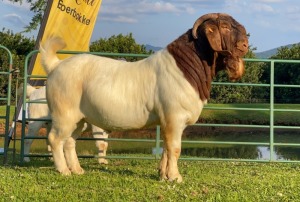 1X RAM KOATI BOERBOERSTOET Stud