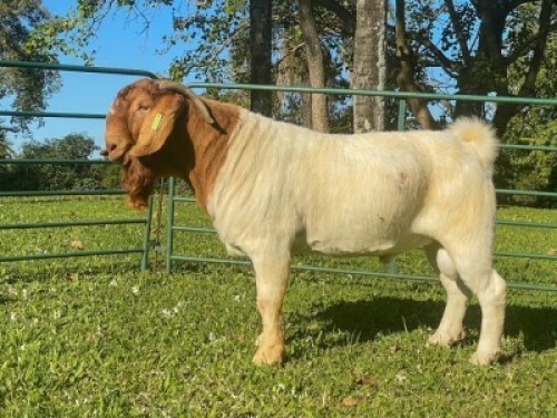 1X RAM KOATI BOERBOERSTOET Stud