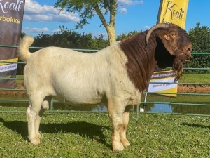 1X RAM KOATI BOERBOERSTOET Flock Colour