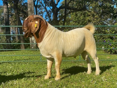 1X RAM KOATI BOERBOERSTOET Flock Teat