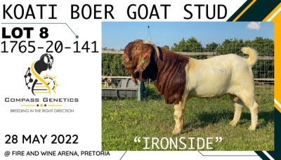 1X RAM KOATI BOERBOERSTOET Flock Colour