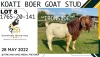 1X RAM KOATI BOERBOERSTOET Flock Colour - 2