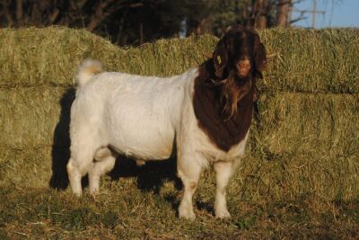 1X RAM COLLEN BOERDERY