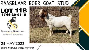 1X RAM RAASBLAAR BOERBOKSTOET