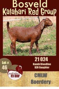 1X KALAHARI RED STUD OOI/EWE CMLW BOERDERY