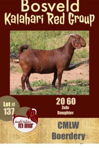 1X KALAHARI RED FLOCK OOI/EWE CMLW BOERDERY