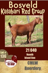 1X KALAHARI RED FLOCK FLOCK ON COLOUR OOI/EWE CMLW BOERDERY