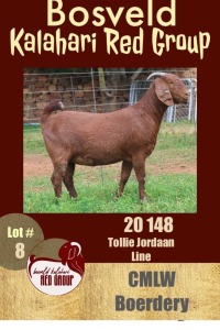 1X KALAHARI RED STUD OOI/EWE CMLW BOERDERY