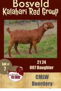 1X KALAHARI RED FLOCK OOI/EWE CMLW BOERDERY