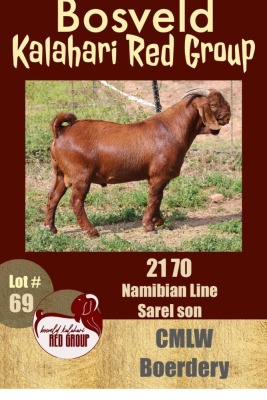 1X KALAHARI RED FLOCK RAM CMLW BOERDERY