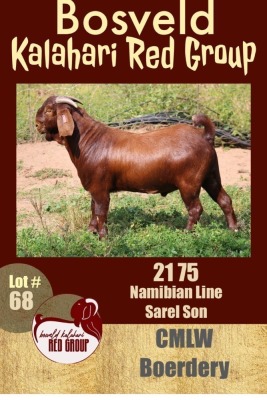 1X KALAHARI RED FLOCK RAM CMLW BOERDERY